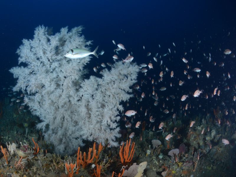 Black coral and a school of silver fish.