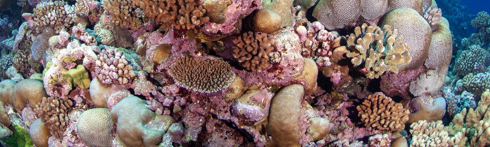 Vibrant corals and fish forming part of Mullish Reef