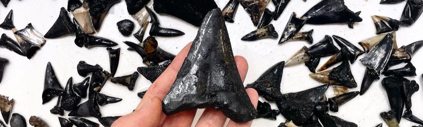 A collection of shark teeth collected during trawl on a white background, one is being held in a hand
