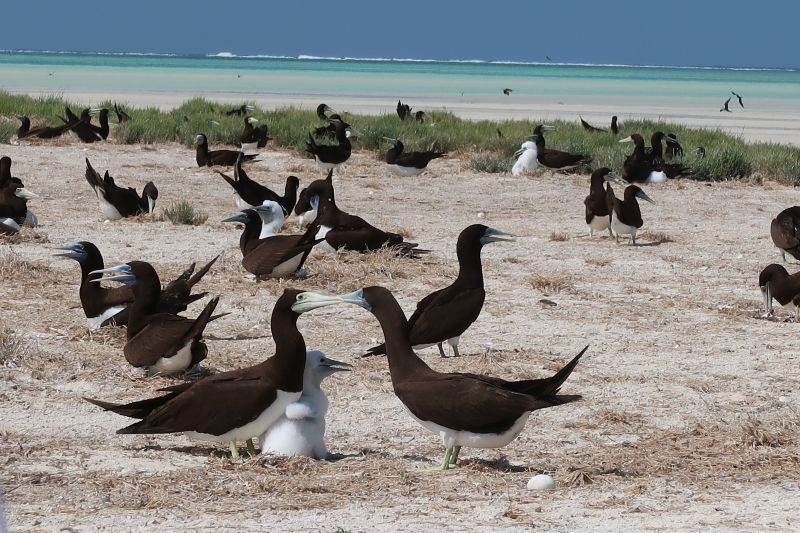 Dozens of Brown Boody birds on the beach, with young white-feathered chicks sitting down amongst them. The ocean is visible in the background.