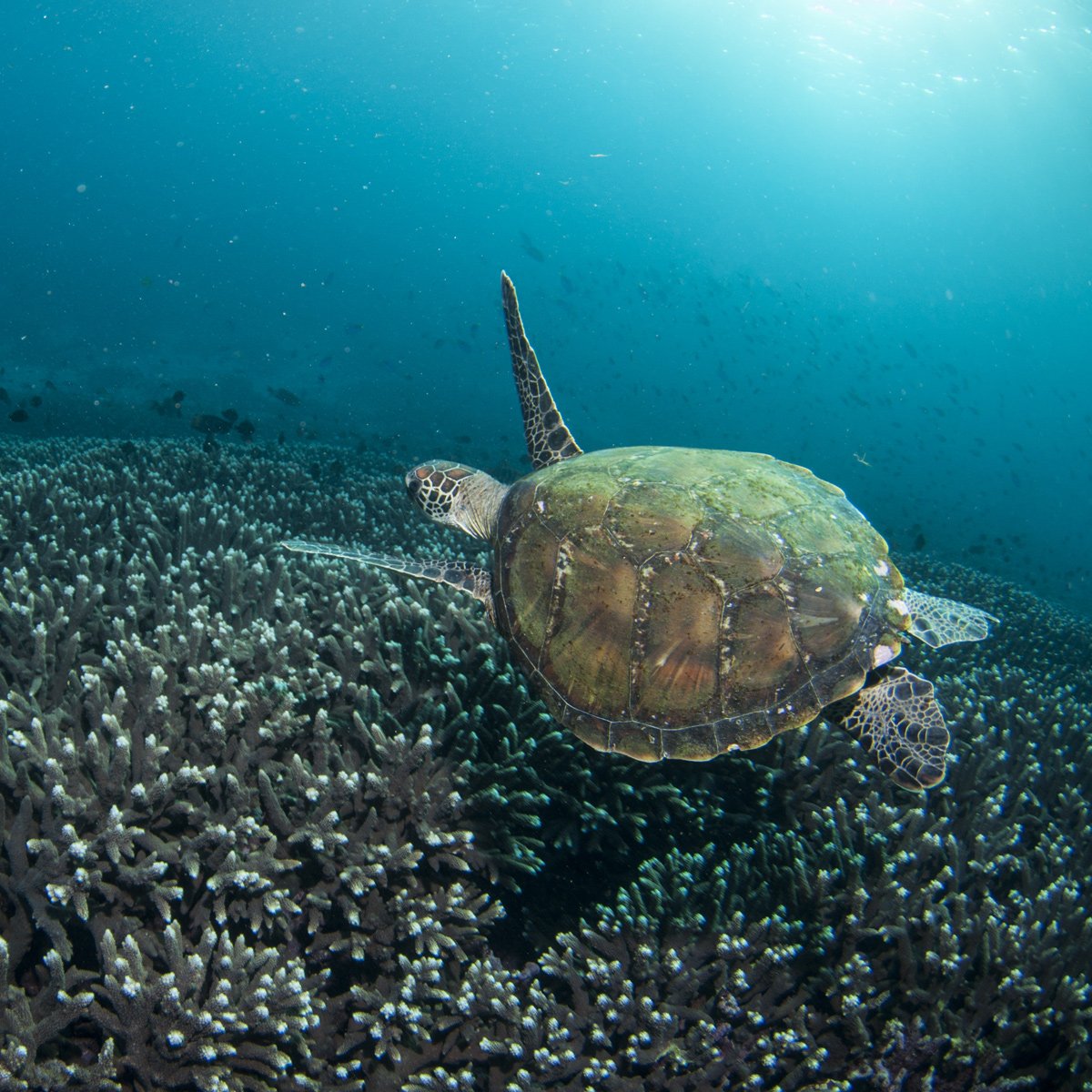 Australian Marine Parks Overview