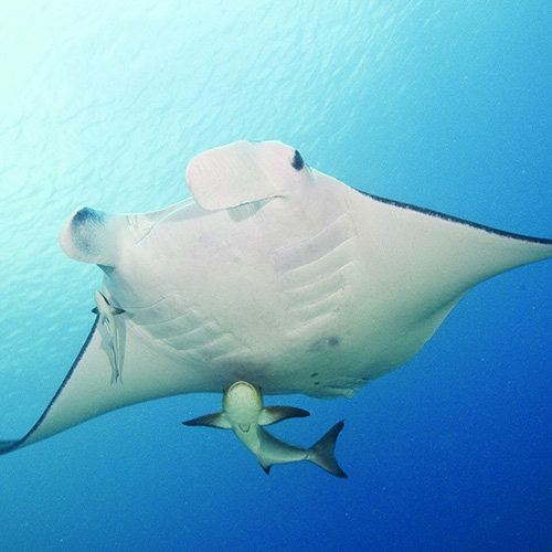 About us | Australian Marine Parks | Parks Australia