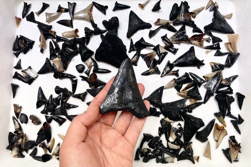 A collection of shark teeth collected during trawl on a white background, one is being held in a hand. Credit: Australian Museum