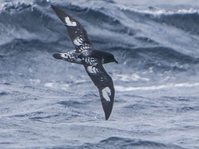 Flying cape petrel.
