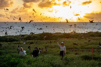 Staff working during a sunset on South Islet surrounded by flying birds.