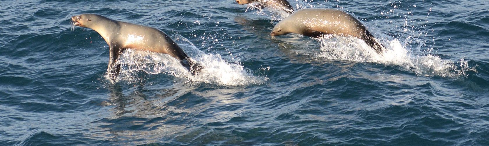 Australian fur seals. Photo: Eric Woehler