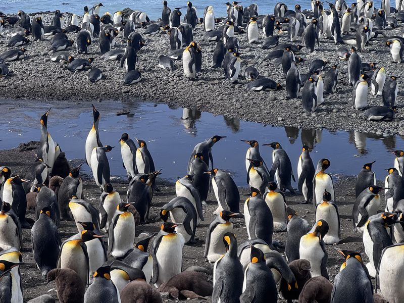 King penguin colony .