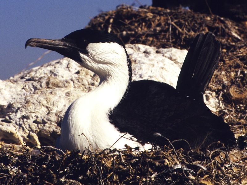 Black-faced cormorant.