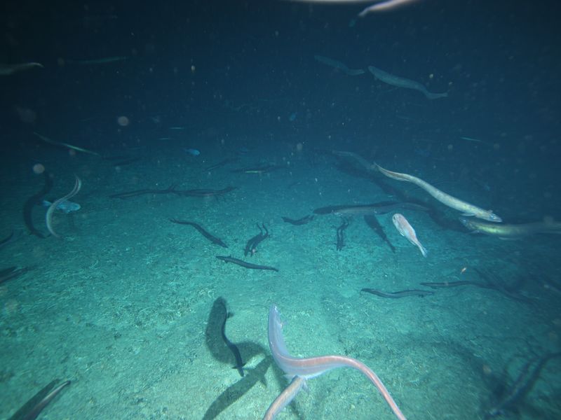 Eels gathering.