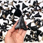 A collection of shark teeth collected during trawl on a white background, one is being held in a hand