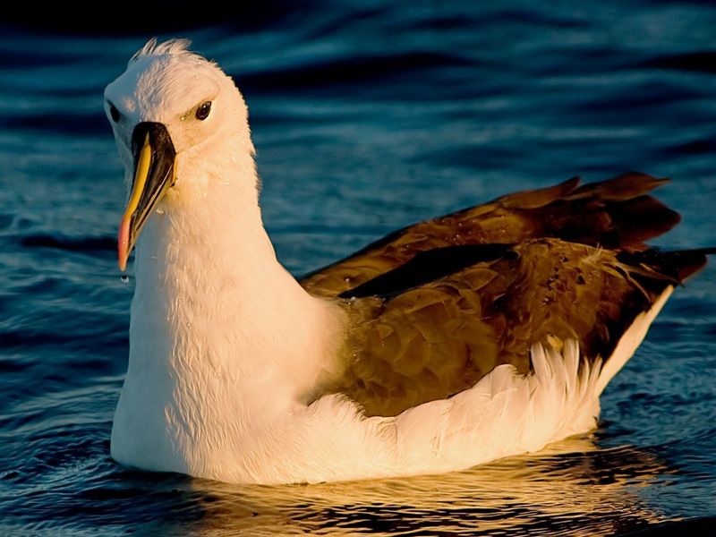 Yellow-nosed albatross.