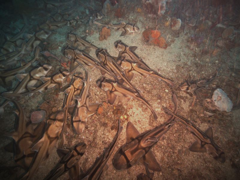 Port Jackson sharks on the seafloor.