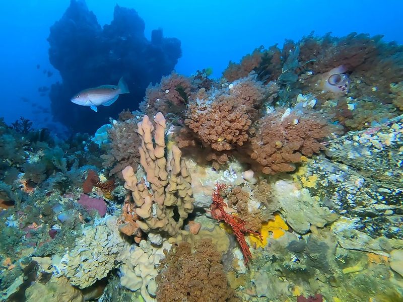 Rosy wrasse and diverse sessile invertebrates.