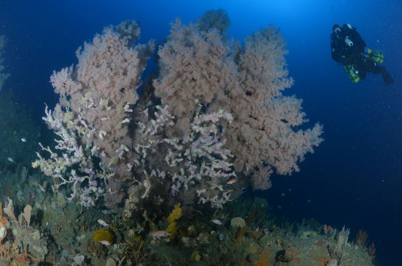 Black coral. Photo James Parkinson.