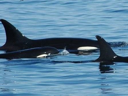 Orca pod.