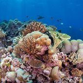 Vibrant corals and fish forming part of Mullish Reef
