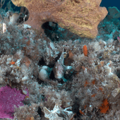 Ziebells handfish. Photo: IMAS