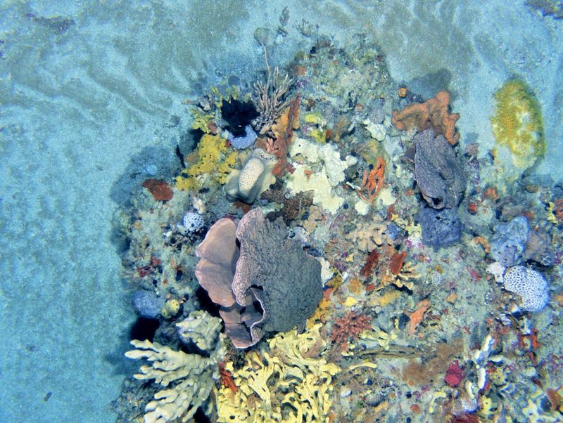 Diverse sponge communities .