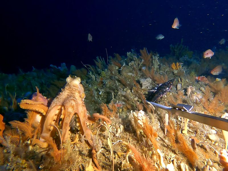 Octopus amongst soft corals.