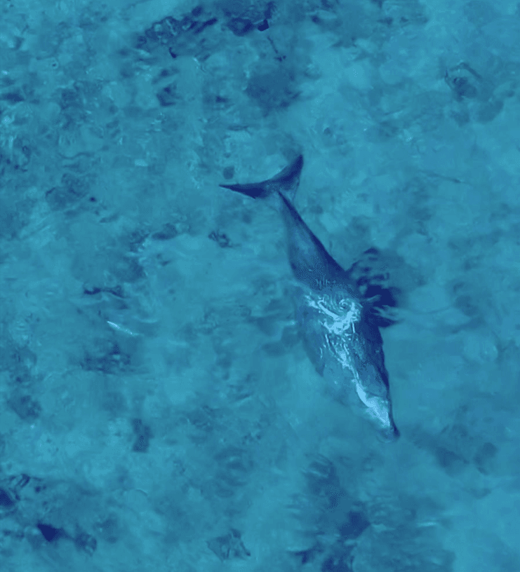 A top-down look at a Dugong swimming through the blue ocean at Ashmore Reef.