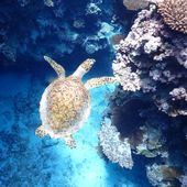 Turtle swimming by a reef