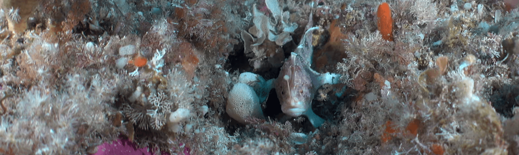 Ziebells handfish. Photo: IMAS