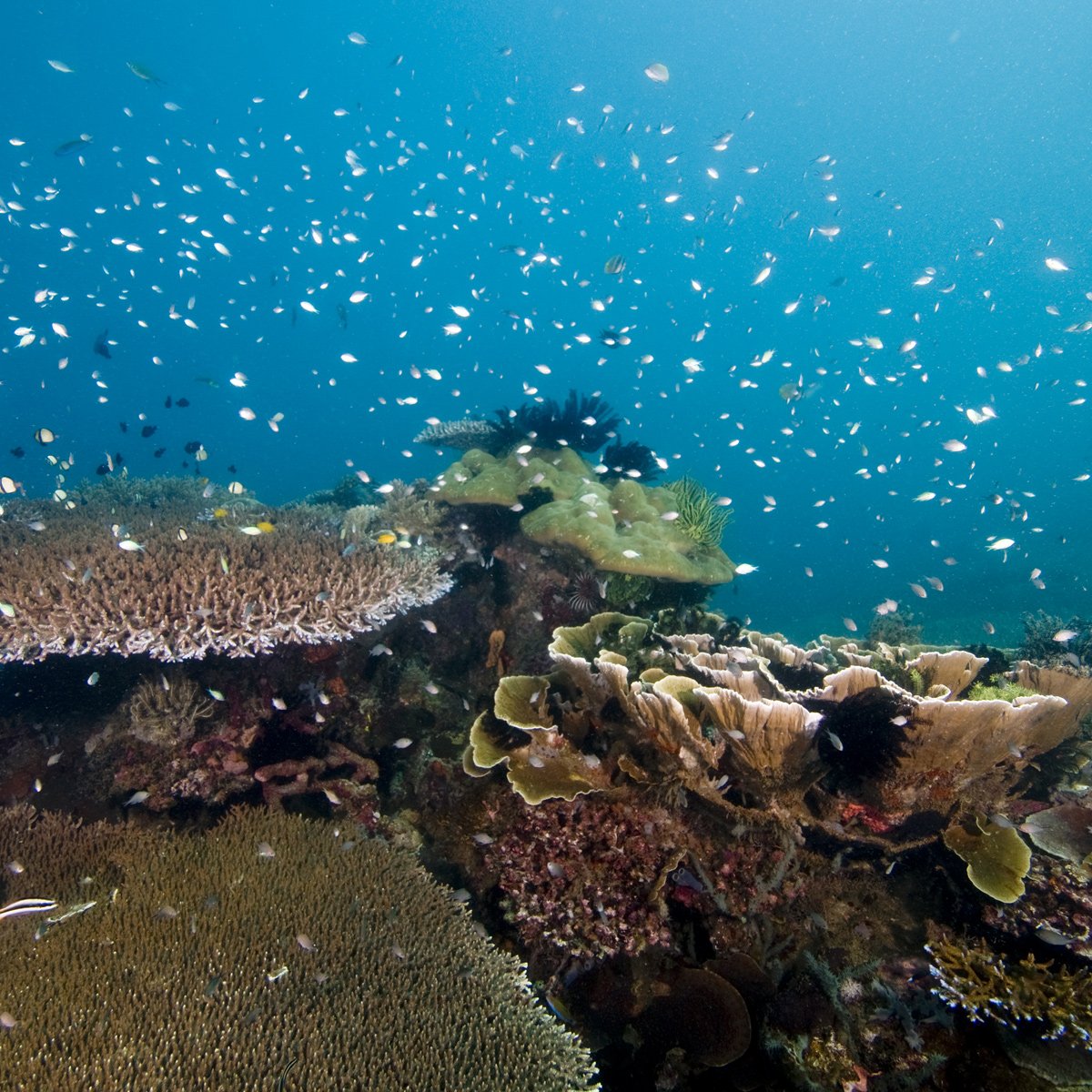 Picture of Coral Sea Marine Park