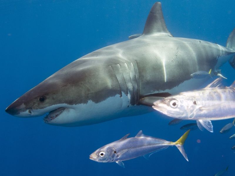 White shark swimming with mackerel .