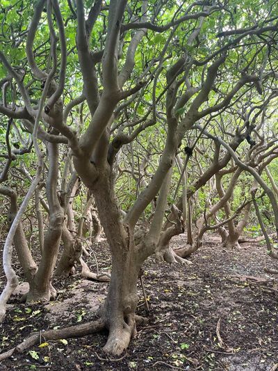 Part of a pisonia forest, featuring trees with wisted branches, vivid green leaves and sandy, muddy soil..