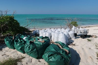 4 large green greenwaste bags on a beach in front of a dozen white greenwaste bags, some of which are in a metal trolley with black wheels. The ocean is visible in the background.