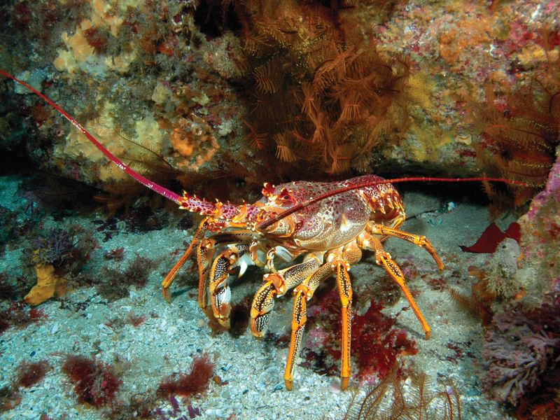 Rock lobster.