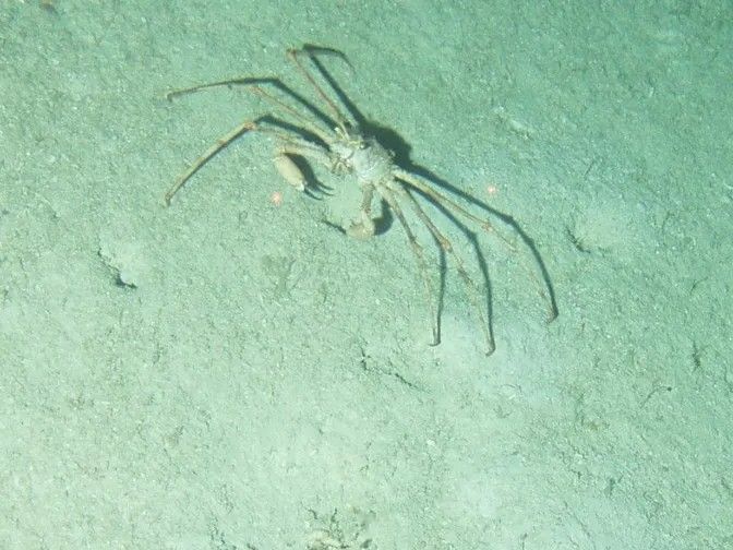 Zeehan crab.