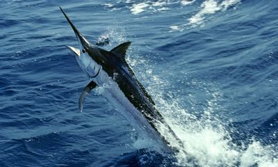 Flying Fish Preditors Predatory fish | Australian Marine Parks | Parks Australia