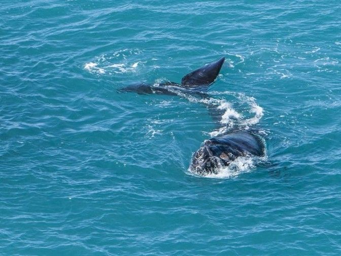 Southern right whale calf.