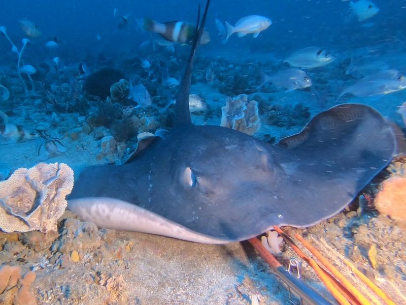 A stingray.