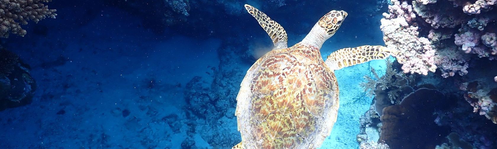 Turtle swimming by a reef
